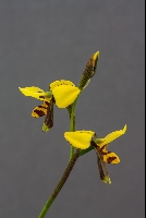 Diuris maculata